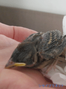 20150709.gif
