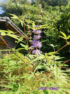 20140911_152501.jpg